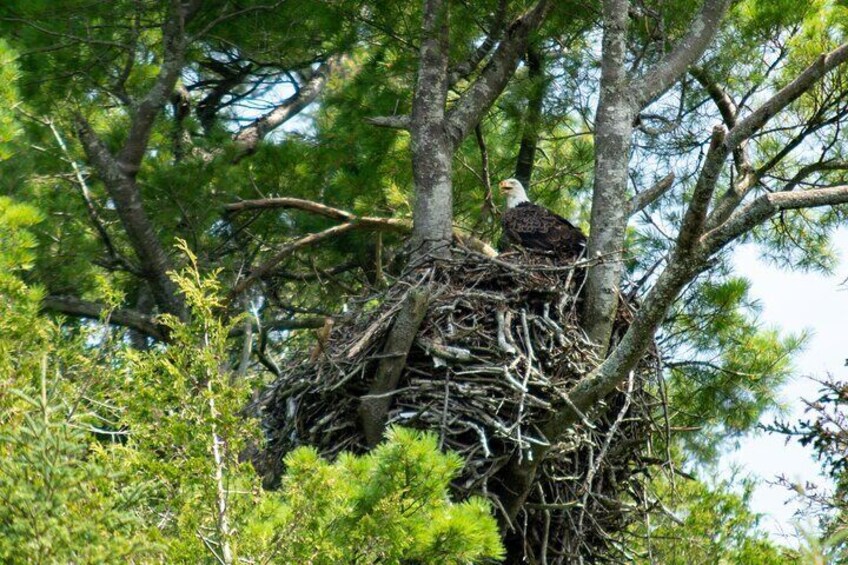 Bald Eagle nest