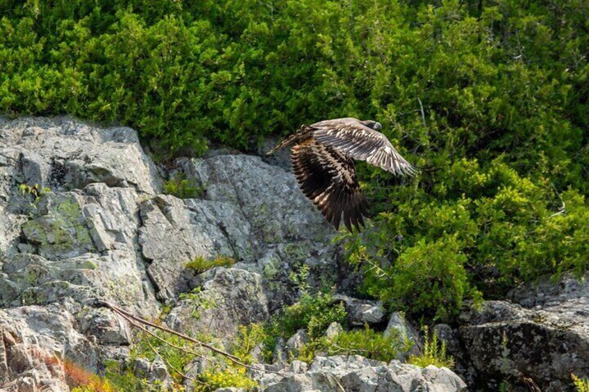 Juvenile Bald Eagles