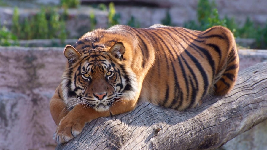 Bengal Tiger at Barcelona Zoo