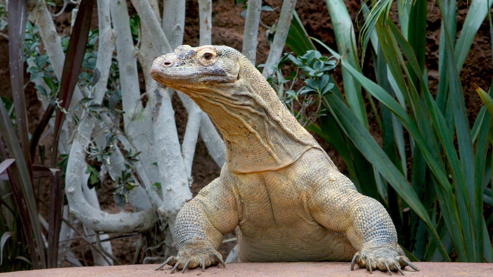 Komodo Dragon at Barcelona Zoo
