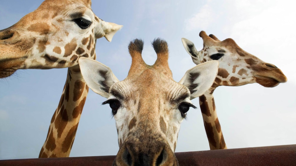 Three giraffes at Barcelona Zoo