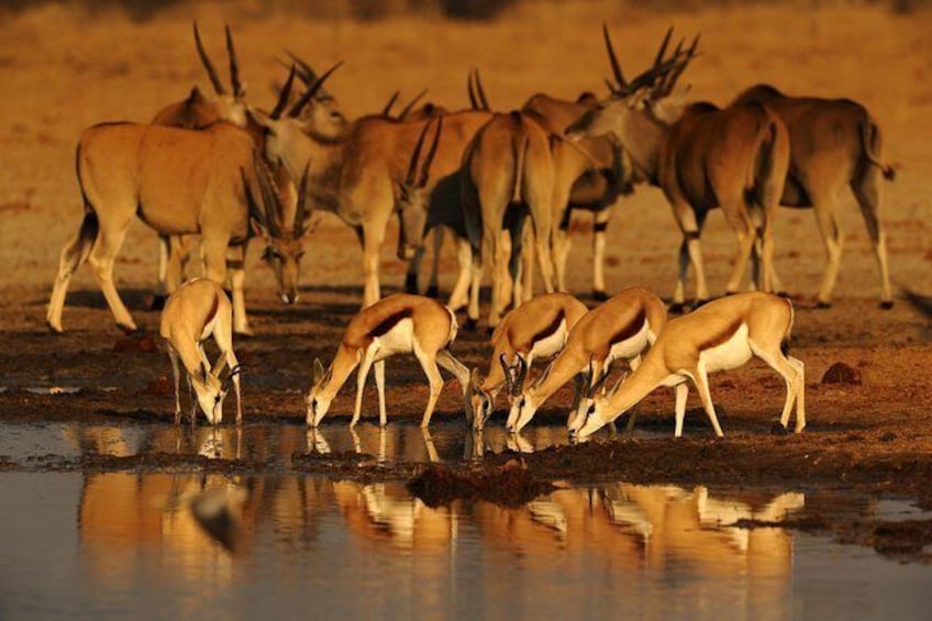 Show item 1 of 2. 5-Day Exclusive Namibia Tour from Windhoek