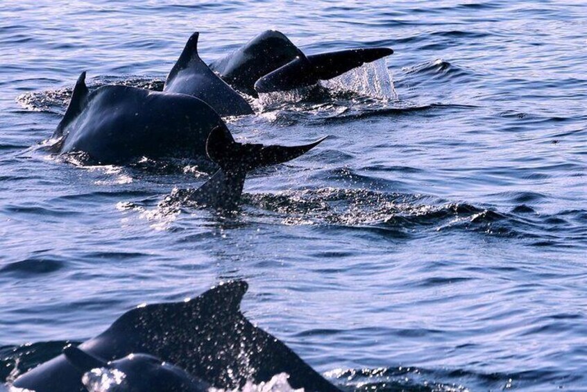 Humpback Dolphins