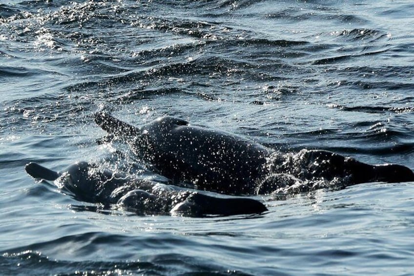 Bottle-nose dolphins