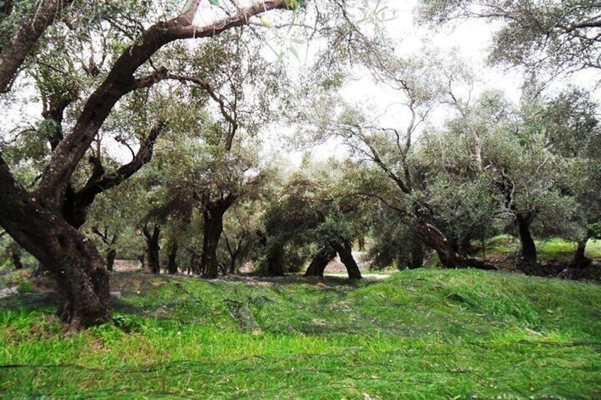 Olive groves