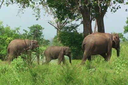 Udawalawa National Park Safari With Traveling Unawatuna Galle To