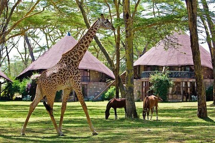 5 天地獄之門、L. Naivasha、L. Nakuru 和馬賽馬拉豪華野生動物園