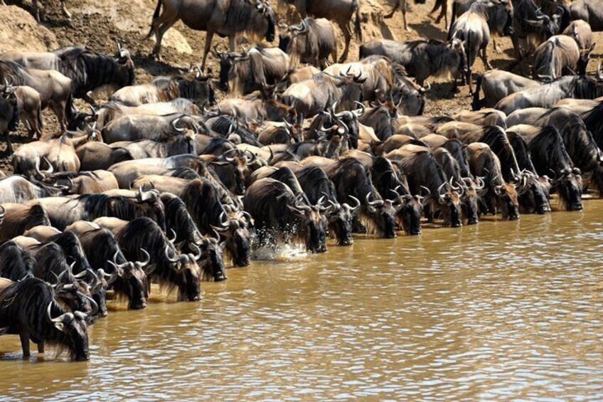 Wildebeest migration masai mara 