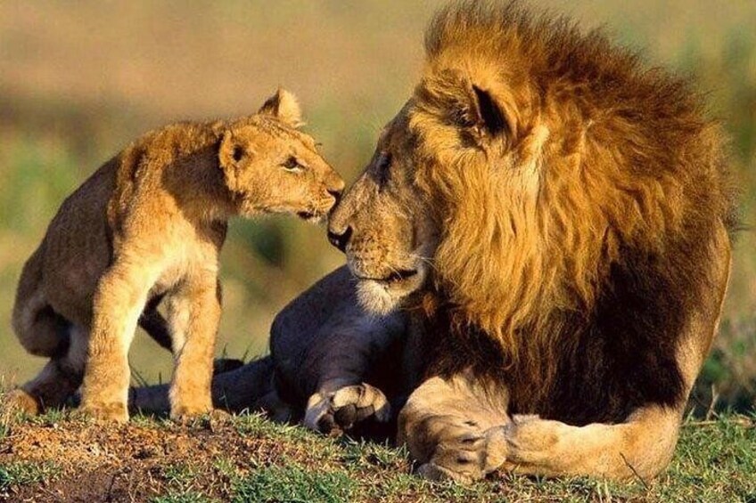 Lake Nakuru National park 