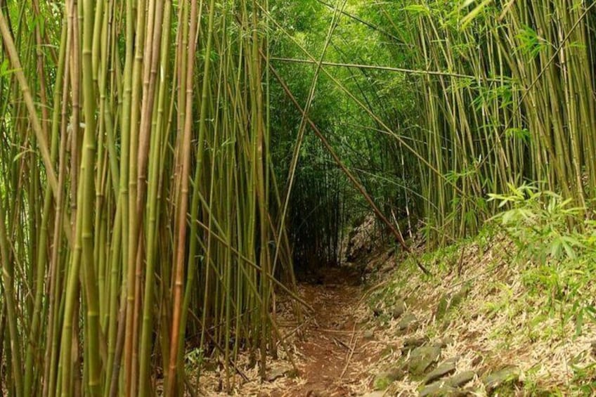 Road to Hana Tour