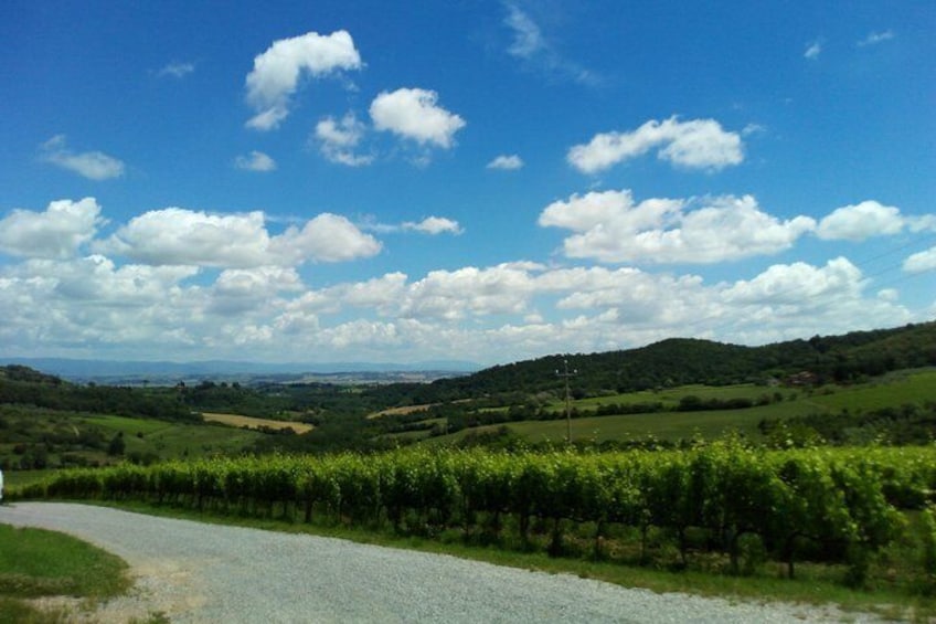 Montalcino vineyard