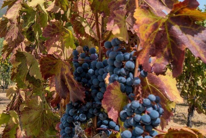 Wine Tasting