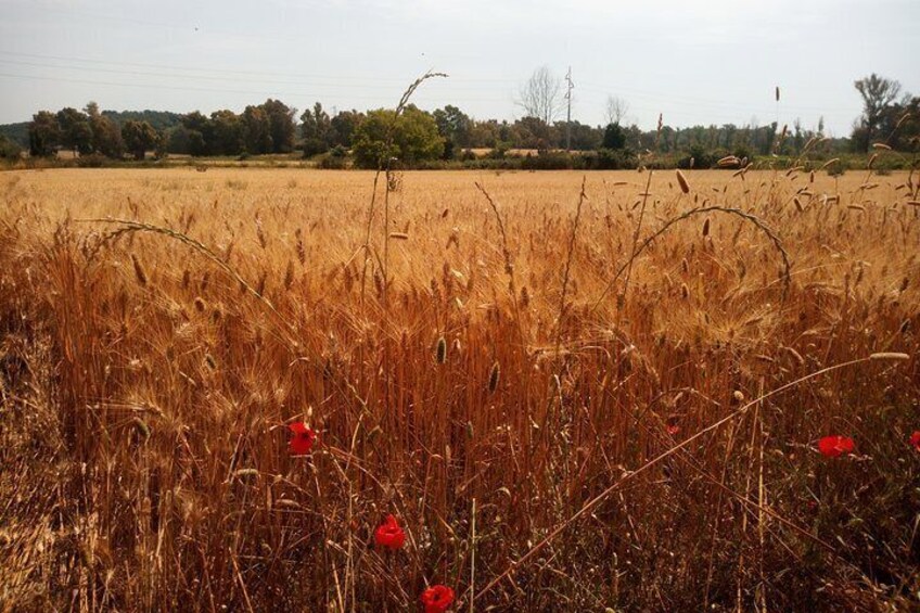 Tuscany Countryside