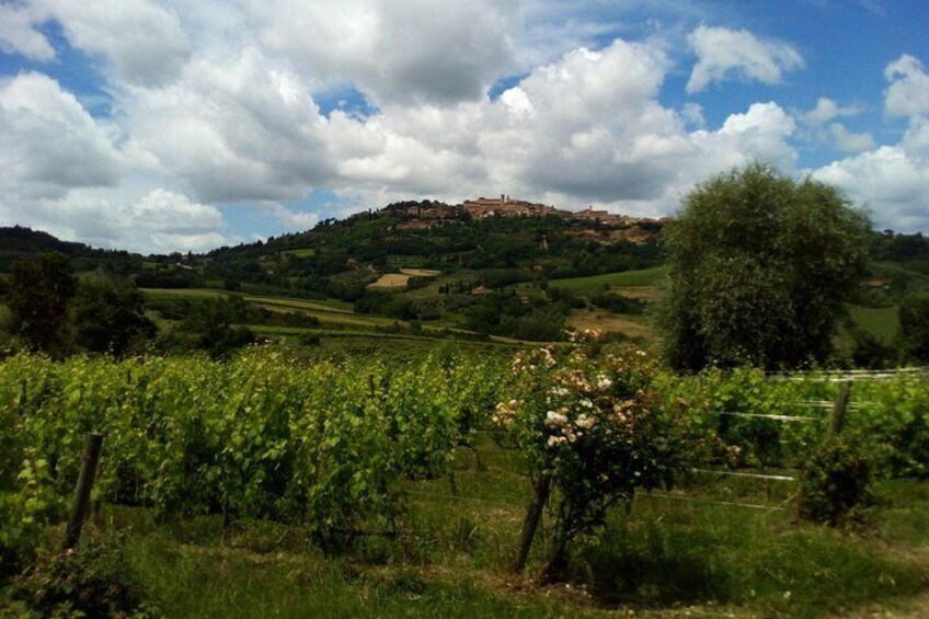 Montepulciano vineyard
