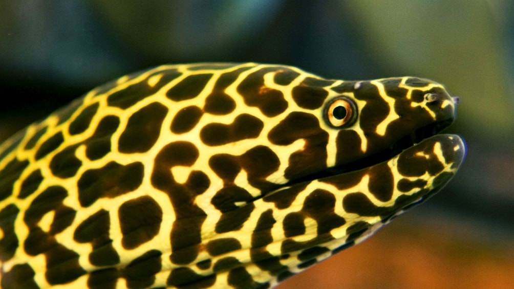 close up of eel at hotel Atlantis aquarium in Dubai