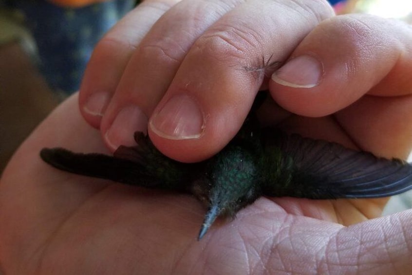 Helping a 'Çaged Bird' Spread its Wings.