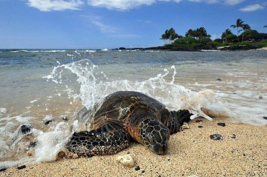 Hawaiian Sea Turtles 