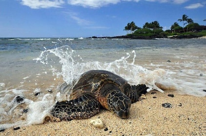 Kona Shore Excursion: tortues de mer hawaïennes, kona et café historiques