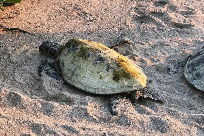 Hawaii Turtles at Honokohau