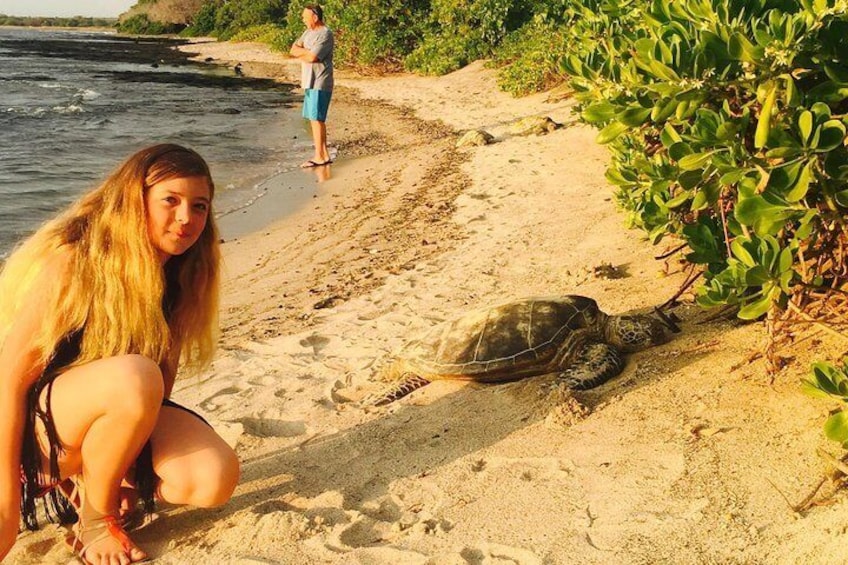 Sea turtle enjoying the Hawaii sun