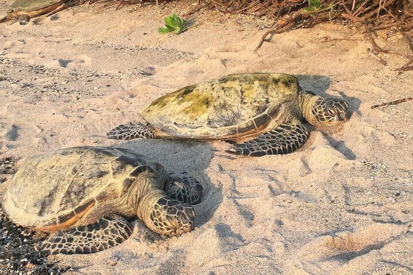 Hawaiian Sea Turtles on white sand beach