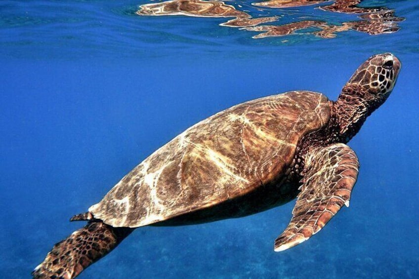 Kona Shore Excursion: Wild Dolphin - Reefs -Sea Caves -Kealakekua Bay Snorkel