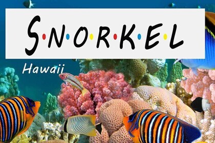 Kona Shore Excursion: Wild Dolphin - Reefs -Sea Caves - (Small Group)