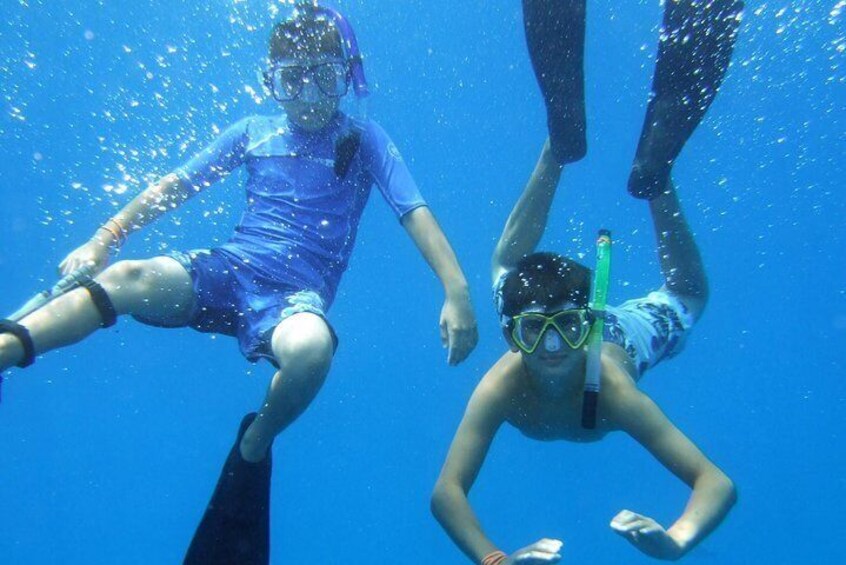 Kona Shore Excursion: Wild Dolphin - Reefs -Sea Caves -Kealakekua Bay Snorkel