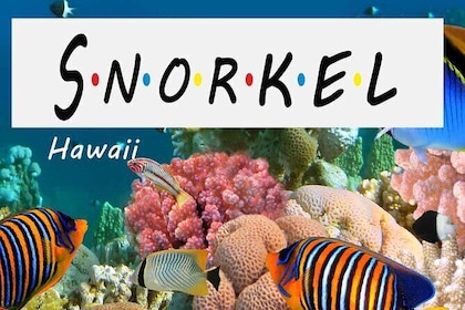 Kona Shore Excursion: Wild Dolphin - Reefs -Sea Caves -Kealakekua Bay Snork...