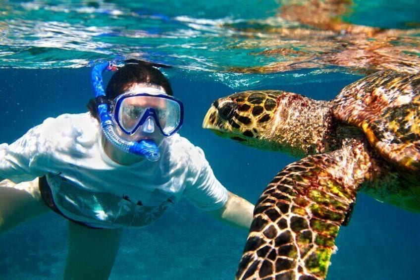 Kona Shore Excursion: Wild Dolphin Reefs Snorkel and Sea Caves