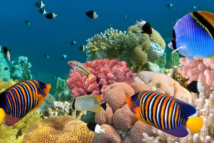 Kona Shore Excursion: Wild Dolphin Reefs Snorkel and Sea Caves