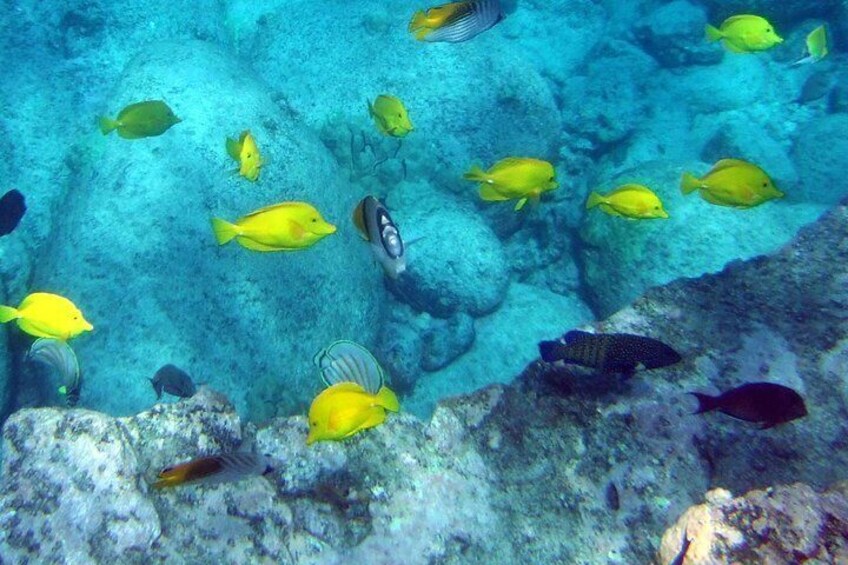 Kona Shore Excursion: Wild Dolphin - Reefs -Sea Caves -Kealakekua Bay Snorkel