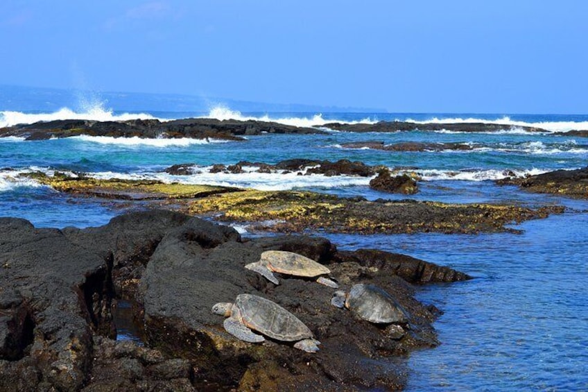 Turtles on lava rock at black sand beach