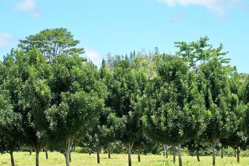 Starting Jan 1st 2025 Macadamia nut farm will replace Big Island Candies