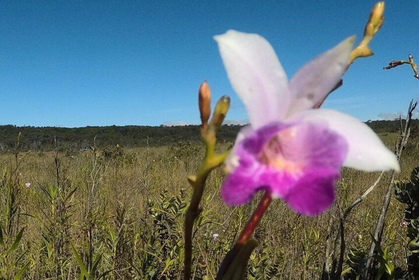 Wild Orchids at National Park 