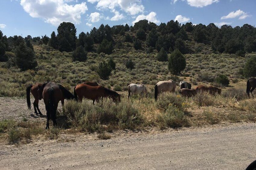 Historic Donner Party, Immigrant Trail and Lake Tahoe Photo Tour from Reno