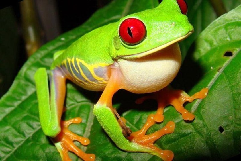 13 days: Jungle and Beach in Costa Rica