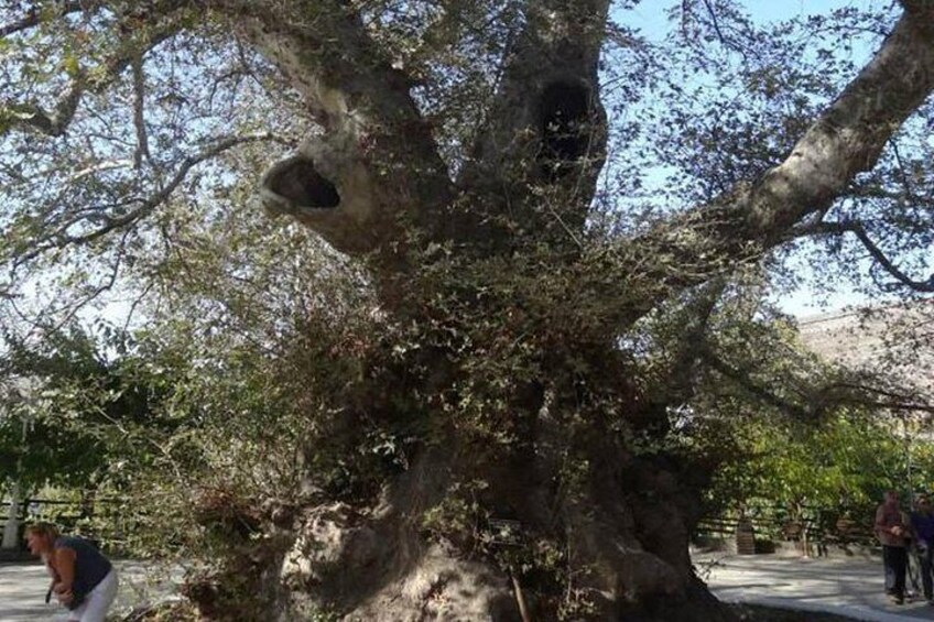 Tree at Krassi
