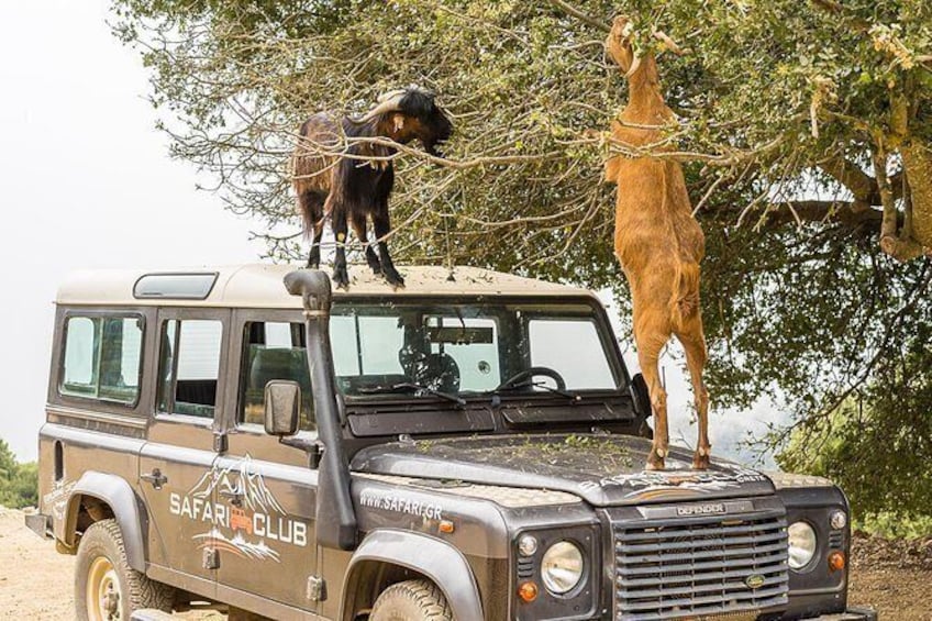 Full-Day Land Rover Safari from Heraklion with Lunch