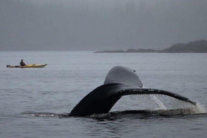Kayaking with humpback whales