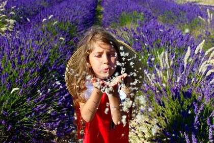 Drøm om kvinder-lavendelmarker, vinsmagning, frokost i Provence