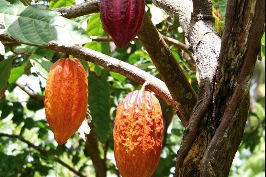 Cocoa fruit.