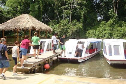 Nature History Tour. Tortuguero Canal & Cahuita National Park Shore Excursi...