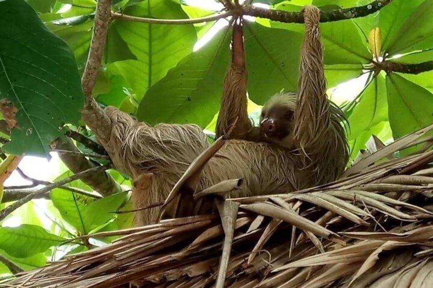 Sloths Lovers Tour. Shore Excursion from Limon Costa Rica