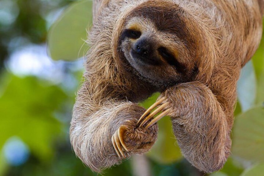 Sloths Lovers Tour. Shore Excursion from Limon Costa Rica