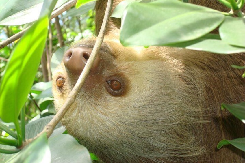 Sloths Lovers Tour. Shore Excursion from Limon Costa Rica
