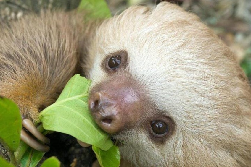 Sloths Lovers Tour. Shore Excursion from Limon Costa Rica
