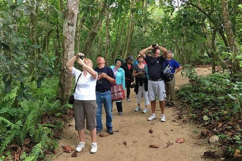 Sloths Lovers Tour. Shore Excursion from Limon Costa Rica