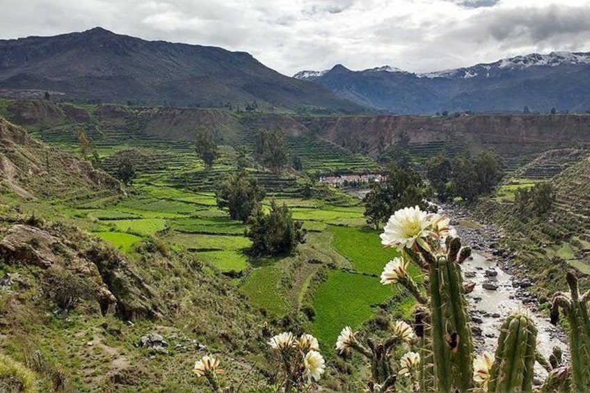 Overnight Tour: Colca Canyon Including Horse Riding from Arequipa