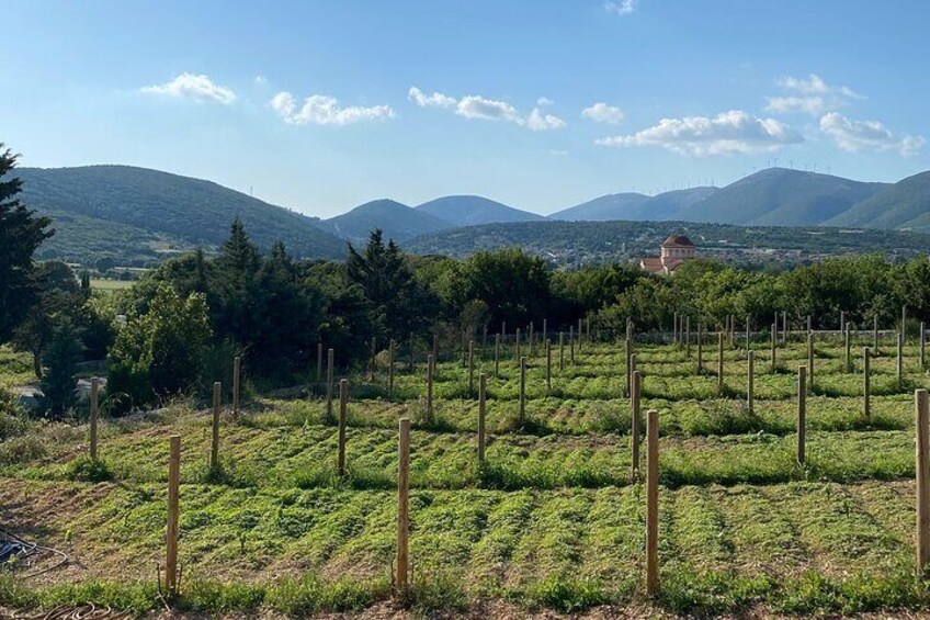 Kefalonia Wine Tour